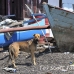 tandurusa_h_0059_sul1137.jpg
